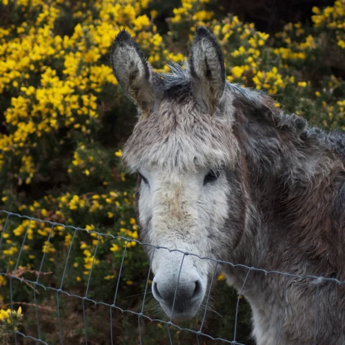 Donkey Clare Island
